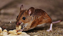 24 Hour & Emergency Exterminators in Owaneco, IL